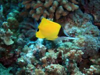 Longnose Butterflyfish 2.